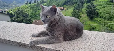 Ospiti di Casa La Civetta - visita Sestri Levante e le Cinque Terre con animali domestici