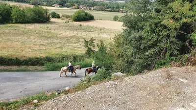 Altri animali domestici presso il bed & breakfast o nei dintorni