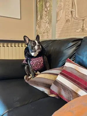 Ospiti di La Chicca con animali domestici