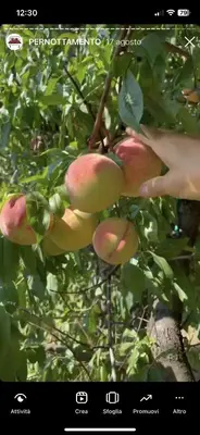 Giardino di Alloggio con camino nel borgo del castello