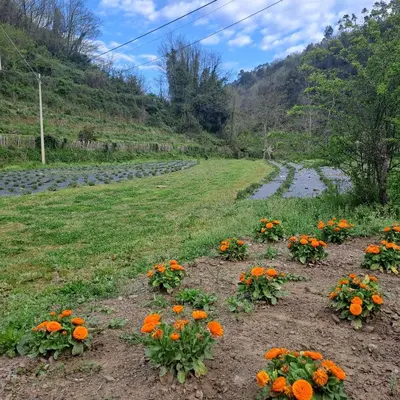 Giardino di B&B La Casina Rosa La Spezia